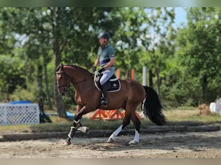 Altri cavalli a sangue caldo Castrone 5 Anni 169 cm Baio in Schattendorf