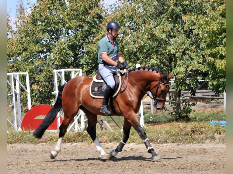 Altri cavalli a sangue caldo Castrone 5 Anni 169 cm Baio in Schattendorf