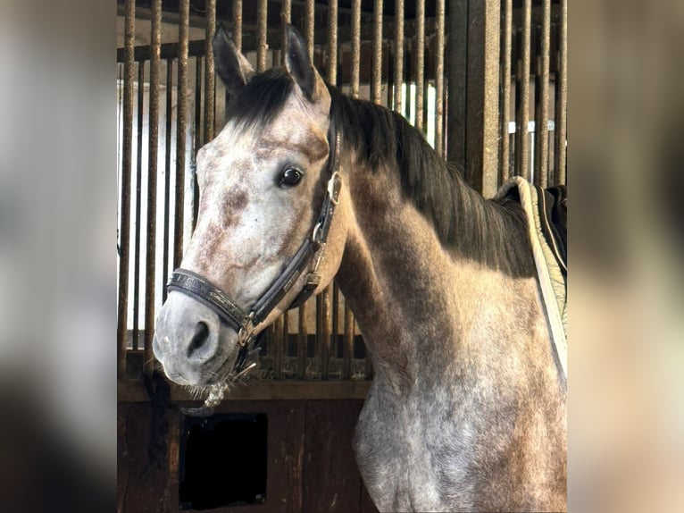 Altri cavalli a sangue caldo Castrone 5 Anni 169 cm Grigio in Paderborn