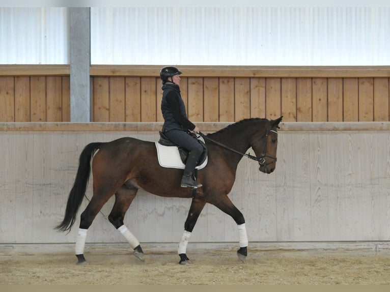 Altri cavalli a sangue caldo Castrone 5 Anni 170 cm  in Wellheim