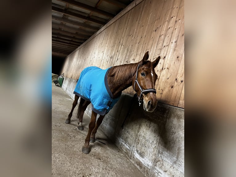 Altri cavalli a sangue caldo Castrone 5 Anni 170 cm Sauro in Penk