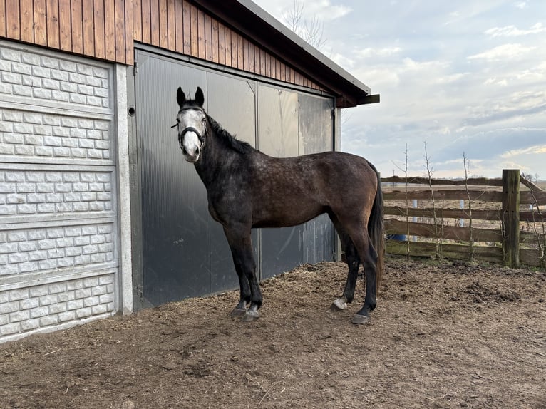 Altri cavalli a sangue caldo Castrone 5 Anni 173 cm Può diventare grigio in Gębice