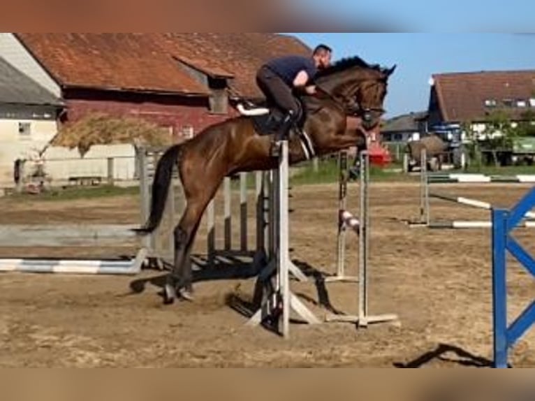 Altri cavalli a sangue caldo Castrone 5 Anni Baio in Elze Esbeck