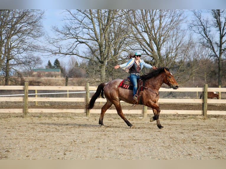 Altri cavalli a sangue caldo Castrone 5 Anni Baio roano in Howell Mi