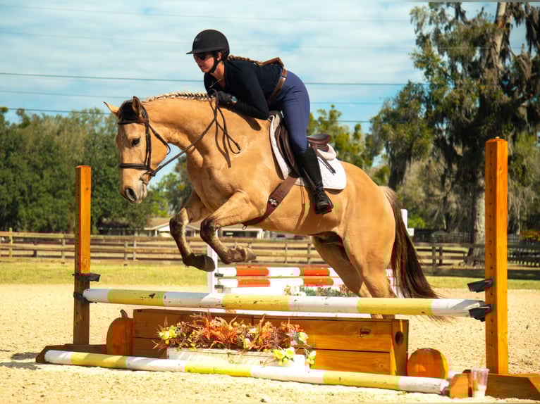 Altri cavalli a sangue caldo Mix Castrone 5 Anni Falbo in Ocala