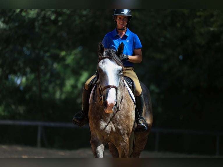 Altri cavalli a sangue caldo Castrone 5 Anni Grigio in Mount Vernon