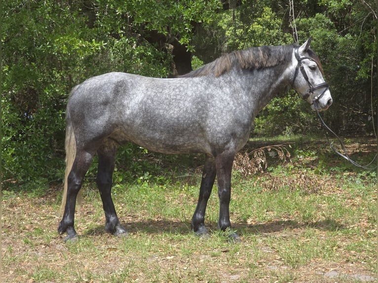 Altri cavalli a sangue caldo Mix Castrone 5 Anni Grigio in Weirsdale