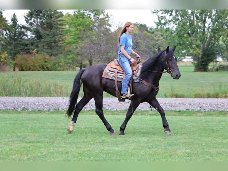 Altri cavalli a sangue caldo Castrone 5 Anni Morello in Howell