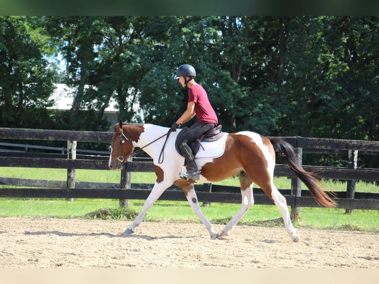 Altri cavalli a sangue caldo Castrone 6 Anni 145 cm Tobiano-tutti i colori in Howell MI