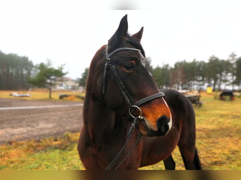 Altri cavalli a sangue caldo Castrone 6 Anni 150 cm Baio scuro in Palanga