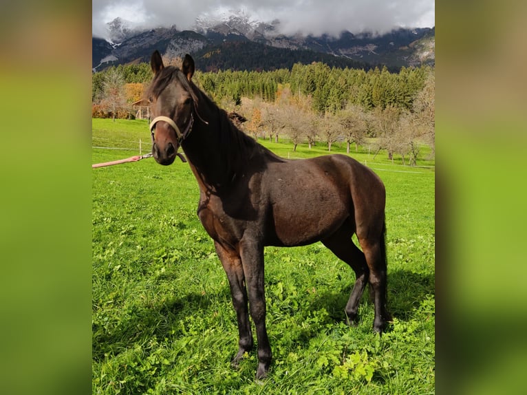 Altri cavalli a sangue caldo Castrone 6 Anni 150 cm Baio scuro in Thaur