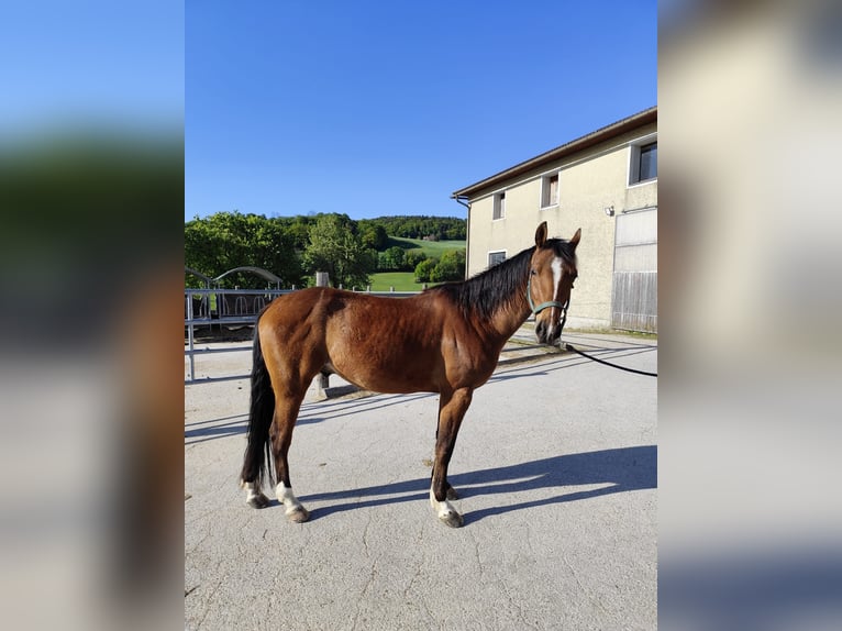 Altri cavalli a sangue caldo Castrone 6 Anni 153 cm Baio in Kefermarkt
