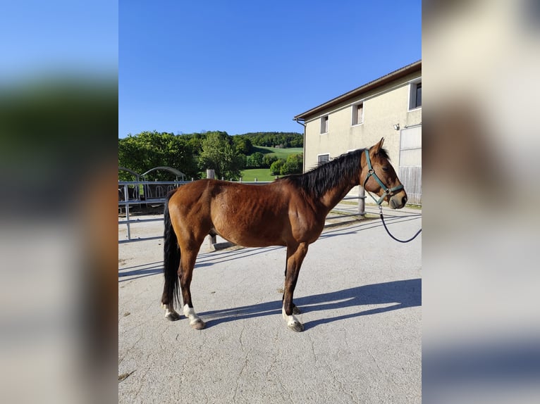 Altri cavalli a sangue caldo Castrone 6 Anni 153 cm Baio in Kefermarkt