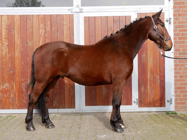 Altri cavalli a sangue caldo Castrone 6 Anni 155 cm in Dorsten