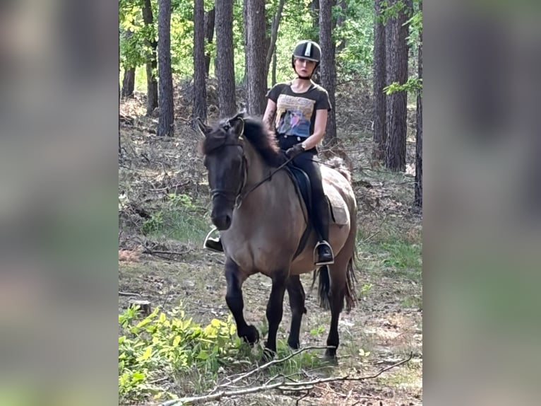 Altri cavalli a sangue caldo Mix Castrone 6 Anni 156 cm Pelle di daino in Chełmno