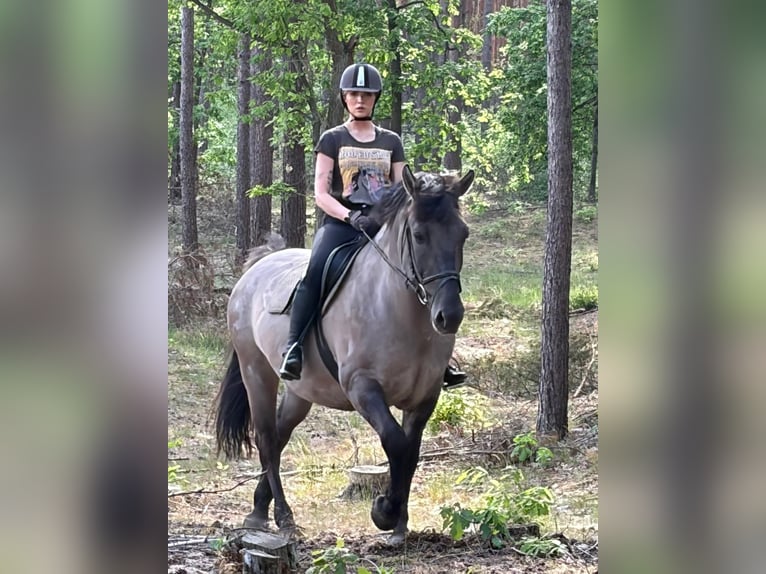Altri cavalli a sangue caldo Mix Castrone 6 Anni 156 cm Pelle di daino in Chełmno