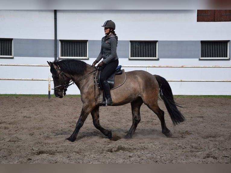 Altri cavalli a sangue caldo Castrone 6 Anni 156 cm Pelle di daino in Chełmno