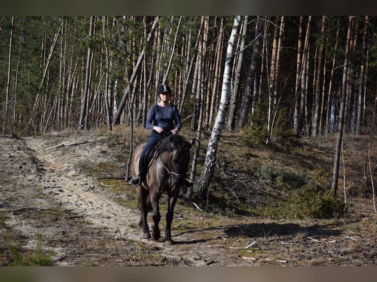 Altri cavalli a sangue caldo Castrone 6 Anni 156 cm Pelle di daino in Chełmno