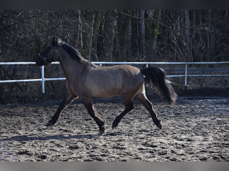 Altri cavalli a sangue caldo Castrone 6 Anni 156 cm Pelle di daino in Chełmno