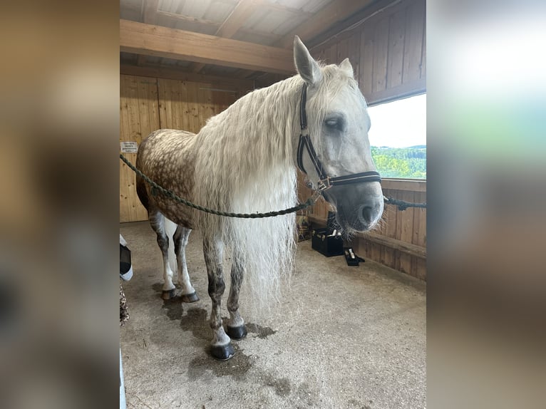 Altri cavalli a sangue caldo Castrone 6 Anni 157 cm Grigio pezzato in Klam