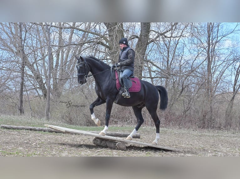 Altri cavalli a sangue caldo Castrone 6 Anni 157 cm Morello in Fairbank IA