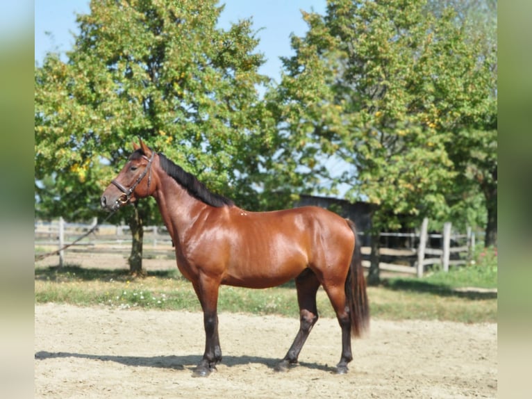 Altri cavalli a sangue caldo Castrone 6 Anni 158 cm Baio in Schattendorf