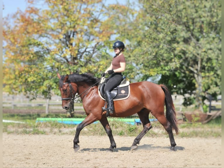 Altri cavalli a sangue caldo Castrone 6 Anni 158 cm Baio in Schattendorf