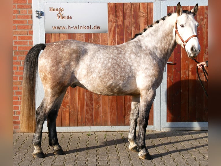 Altri cavalli a sangue caldo Castrone 6 Anni 158 cm Grigio pezzato in Dorsten