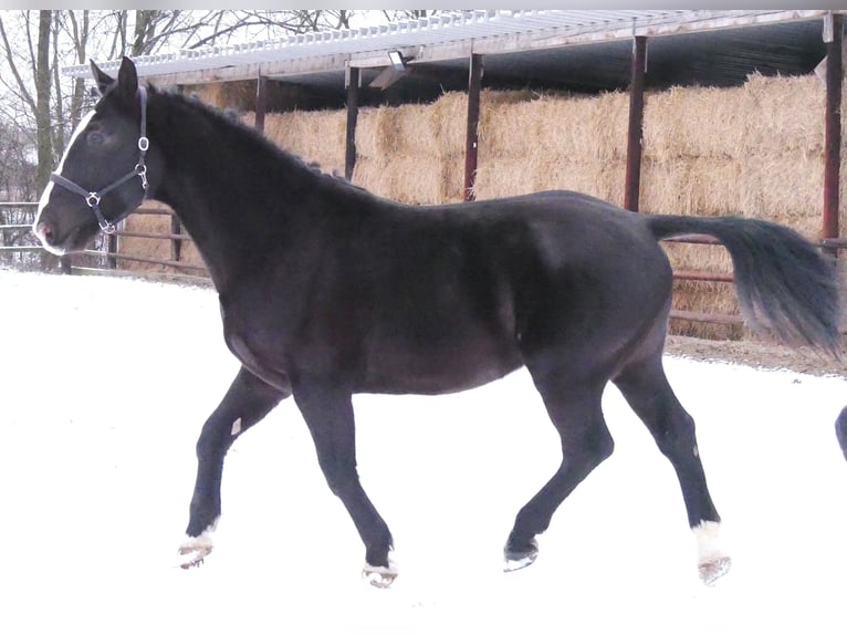 Altri cavalli a sangue caldo Mix Castrone 6 Anni 158 cm Morello in Dorsten