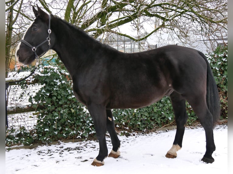 Altri cavalli a sangue caldo Mix Castrone 6 Anni 158 cm Morello in Dorsten