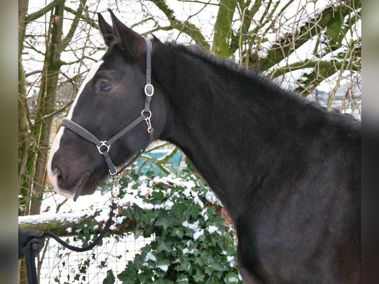 Altri cavalli a sangue caldo Mix Castrone 6 Anni 158 cm Morello in Dorsten