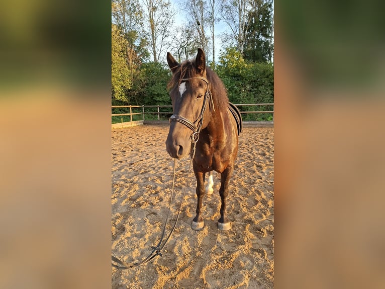 Altri cavalli a sangue caldo Castrone 6 Anni 158 cm Morello in München