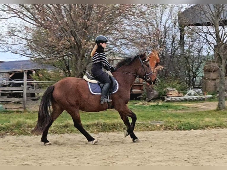 Altri cavalli a sangue caldo Castrone 6 Anni 159 cm Baio in Schattendorf