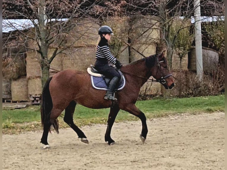 Altri cavalli a sangue caldo Castrone 6 Anni 159 cm Baio in Schattendorf