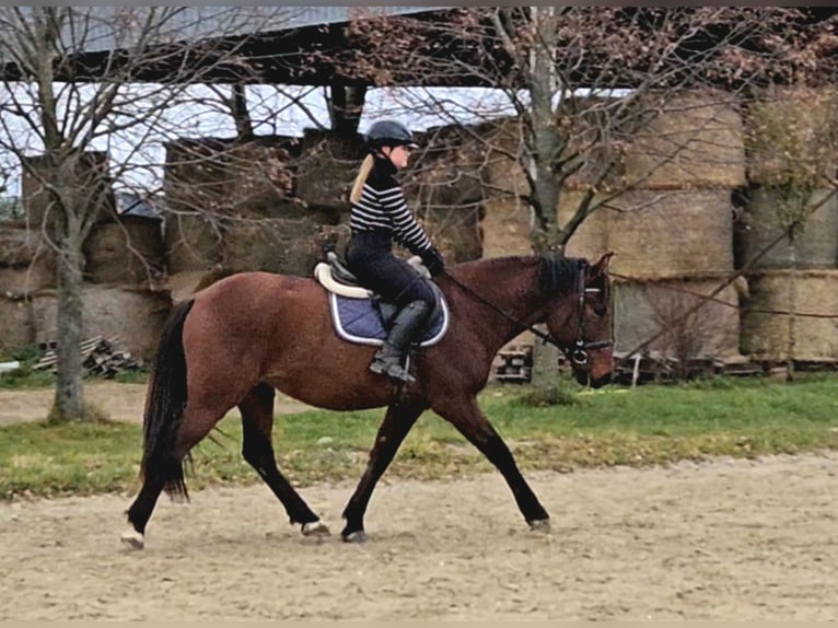 Altri cavalli a sangue caldo Castrone 6 Anni 159 cm Baio in Schattendorf