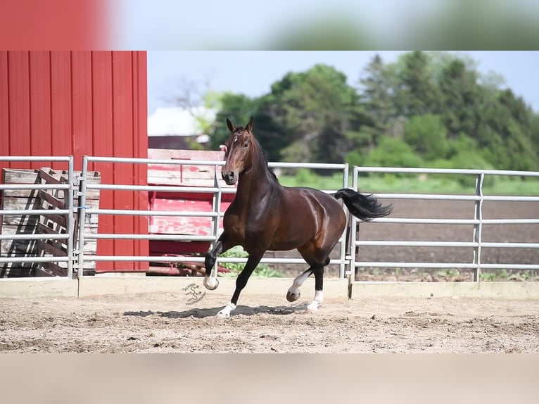 Altri cavalli a sangue caldo Castrone 6 Anni 160 cm Baio ciliegia in Fairbank IA