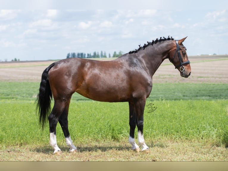 Altri cavalli a sangue caldo Castrone 6 Anni 160 cm Baio ciliegia in Fairbank IA