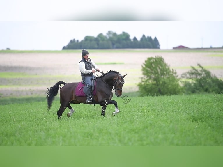 Altri cavalli a sangue caldo Castrone 6 Anni 160 cm Baio ciliegia in Fairbank IA