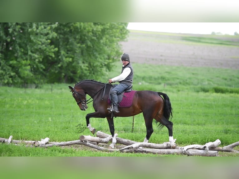 Altri cavalli a sangue caldo Castrone 6 Anni 160 cm Baio ciliegia in Fairbank IA