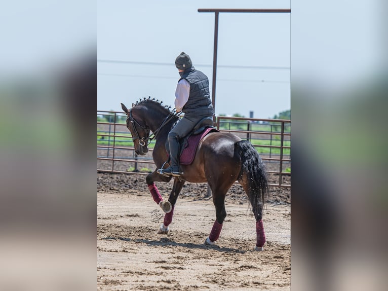 Altri cavalli a sangue caldo Castrone 6 Anni 160 cm Baio ciliegia in Fairbank IA