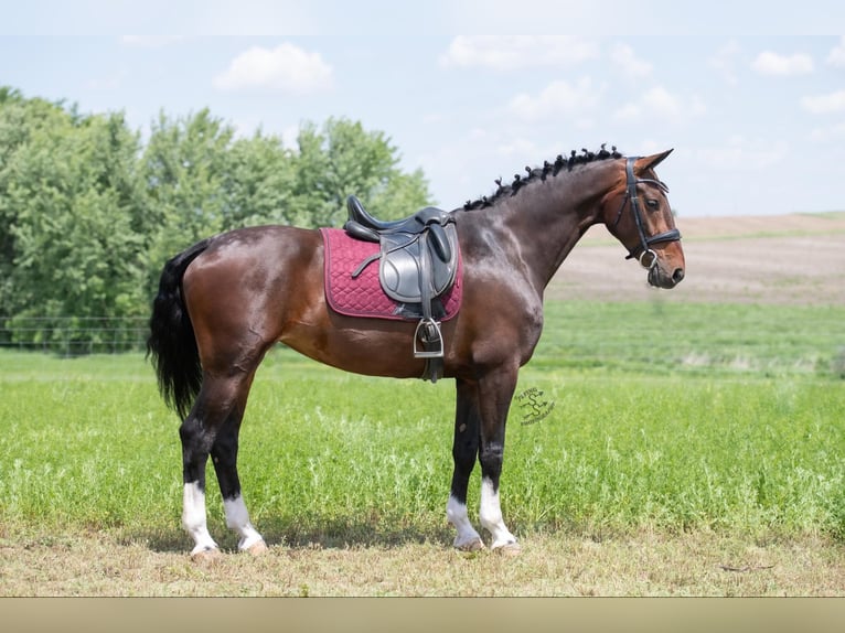 Altri cavalli a sangue caldo Castrone 6 Anni 160 cm Baio ciliegia in Fairbank IA