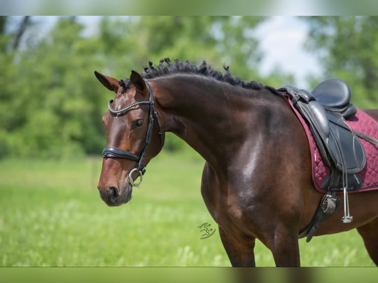 Altri cavalli a sangue caldo Castrone 6 Anni 160 cm Baio ciliegia in Fairbank IA