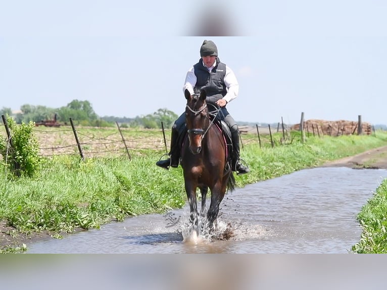 Altri cavalli a sangue caldo Castrone 6 Anni 160 cm Baio ciliegia in Fairbank IA