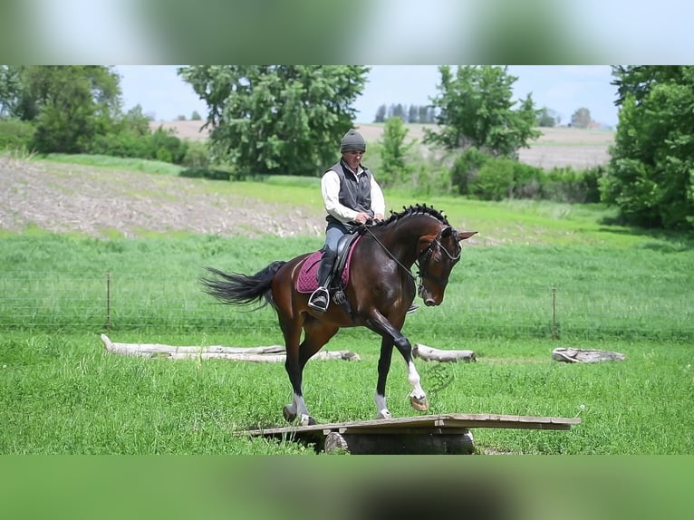 Altri cavalli a sangue caldo Castrone 6 Anni 160 cm Baio ciliegia in Fairbank IA