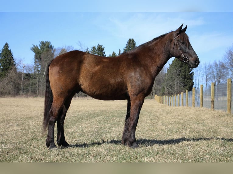 Altri cavalli a sangue caldo Castrone 6 Anni 160 cm Baio ciliegia in Howell, MI