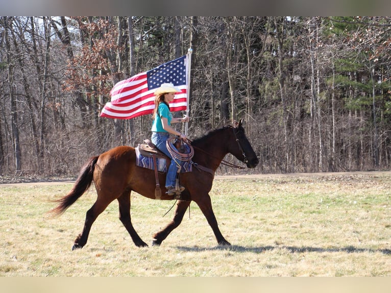 Altri cavalli a sangue caldo Castrone 6 Anni 160 cm Baio ciliegia in Howell, MI