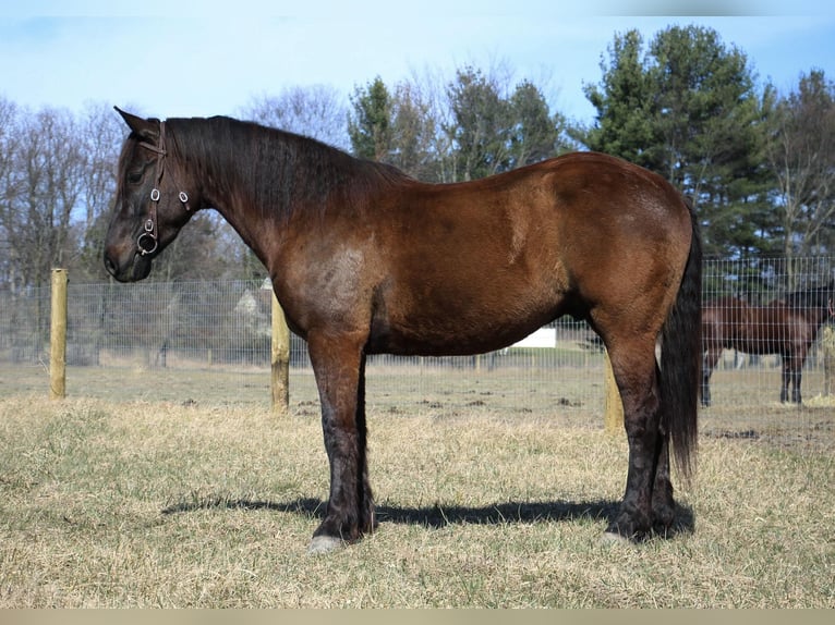 Altri cavalli a sangue caldo Castrone 6 Anni 160 cm Baio ciliegia in Howell, MI