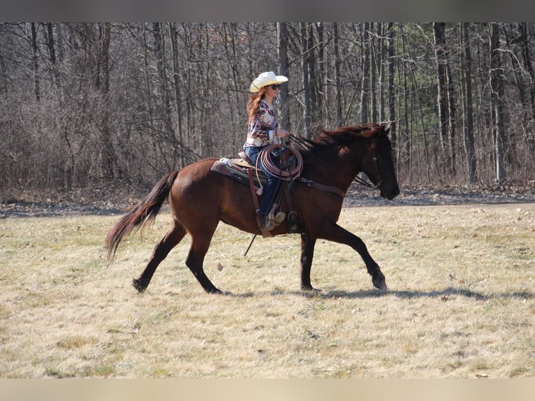 Altri cavalli a sangue caldo Castrone 6 Anni 160 cm Baio ciliegia in Howell, MI