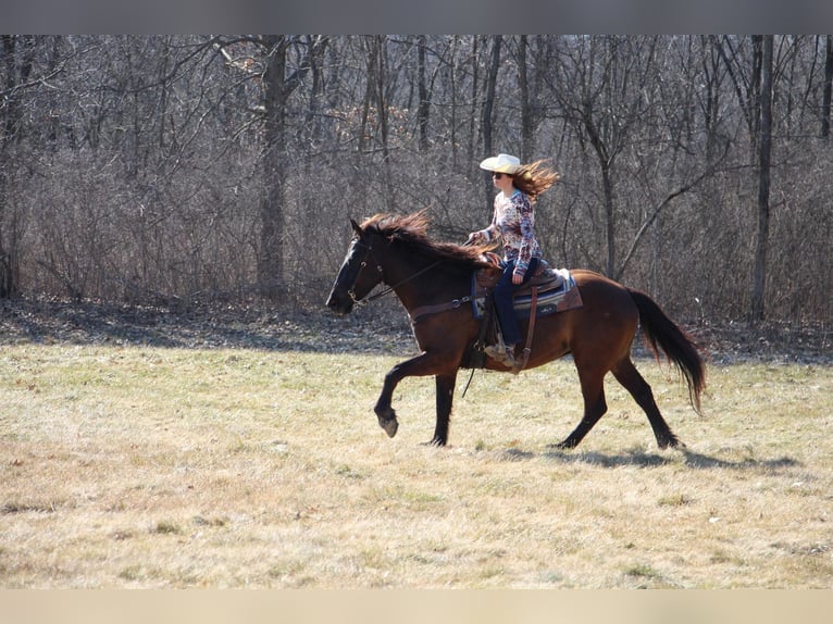 Altri cavalli a sangue caldo Castrone 6 Anni 160 cm Baio ciliegia in Howell, MI