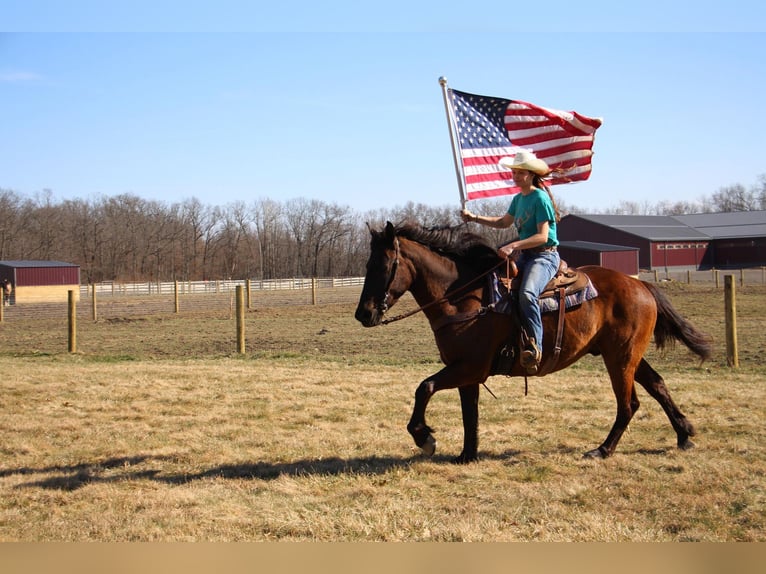 Altri cavalli a sangue caldo Castrone 6 Anni 160 cm Baio ciliegia in Howell, MI